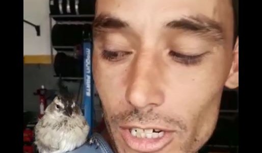 Video: el pajarito cordobés que reparte soda y es furor en las redes