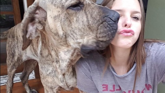 Atropellaron y mataron a su perro amado, pide ayuda en sus redes sociales