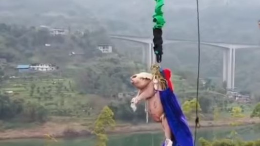 Indignante: tiraron un cerdo atado a una cuerda desde una torre de 68 metros para promocionar un parque temático