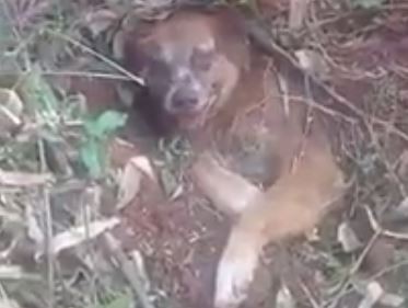 Rescataron a un perro que fue enterrado vivo