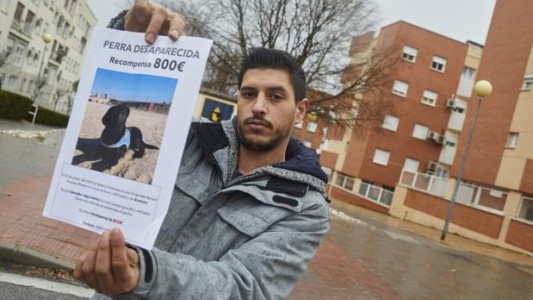 Robaron una perra a mano armada que iba a ser "el ángel de la guarda" de una chica con movilidad reducida