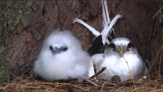 Una ONG compró una isla para salvar un pájaro