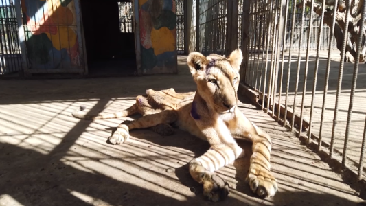 Campaña para salvar leones desnutridos