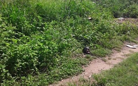 Jujuy: encontraron una cabeza humana en medio de un descampado