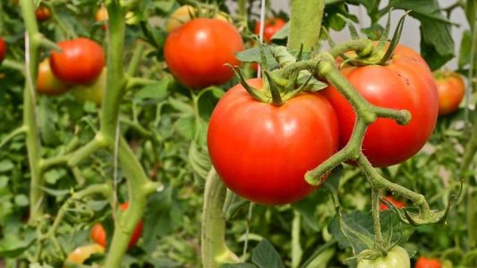 Crece el interés por el manejo agroecológico en horticultura, destacó el INTA