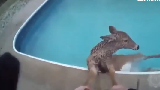 Rescatan a un ciervo de una piscina helada