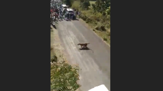 Finge estar muerto y se salva de ser devorado por un tigre