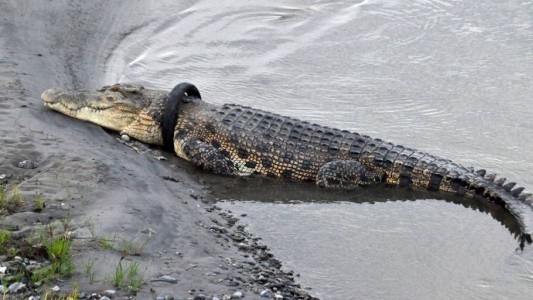 ¿Quién se atreverá?: ofrecen recompensa a quien le quite el neumático del cuello a un cocodrilo de 4 metros