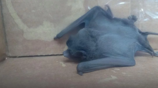 Alarma en el sur del conurbano por una invasión de murciélagos
