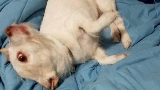 El misterioso animal que perturbó a todos los usuarios de Twitter: no pueden descubrir de qué se trata