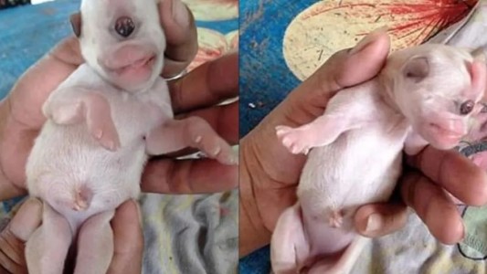 Conmoción en Tailandia por el nacimiento de un "cachorro cíclope"