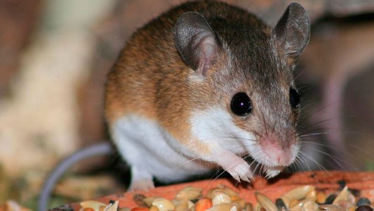 Neuquén: confirman el primer caso de hantavirus y aíslan a 22 personas