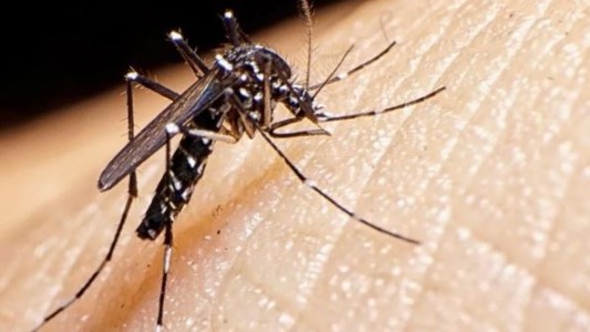 Dengue: confirman 45 casos en Formosa y 26 en Buenos Aires