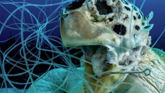 Foto impactante: una tortuga marina muerta enredada en hilos de pesca y anzuelos
