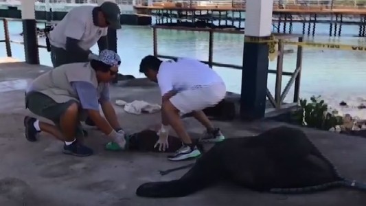 Rescatan a un lobo marino enredado en una cuerda en las islas Galápagos