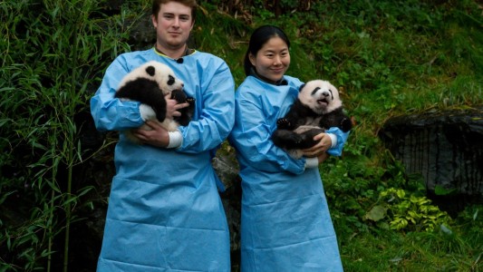 Los primeros pasos al aire libre de los osos panda gemelos de Bélgica