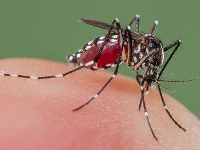 Dengue en Capital y Gran Buenos Aires