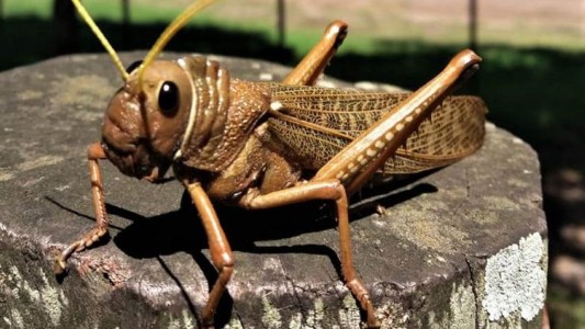 Alerta en la Patagonia por el avance de una plaga de insectos caníbales