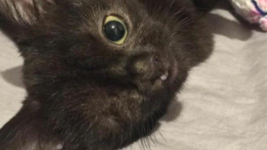 Le buscan hogar a Ana, la "gata cíclope"