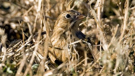 El curioso pájaro que tiene sexo 350 veces a la semana