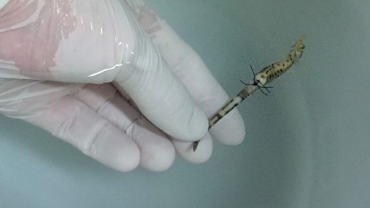 Video: la microcirugía que se volvió viral a un caballito de mar tras incubar mil huevos