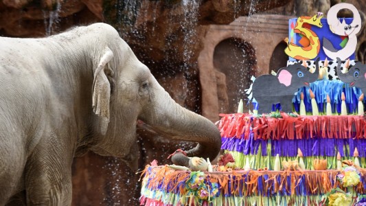 Con una torta de 135 kilos, le festejaron el cumpleaños 59 a la elefanta Trompita