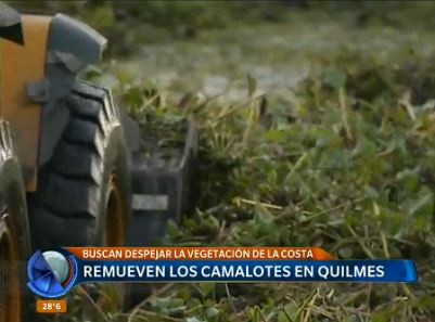 En Quilmes remueven los camalotes con palas mecánicas
