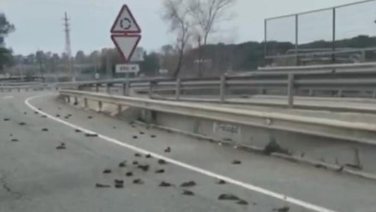 Murieron más de 100 aves en España: investigan si se electrocutaron