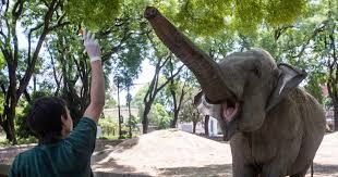 Ecoparque porteño: la elefanta Mara entra hoy en cuarentena antes de su traslado a Brasil