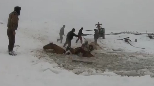 VIDEO: rescatan con un tractor a 11 caballos que cayeron en un lago congelado