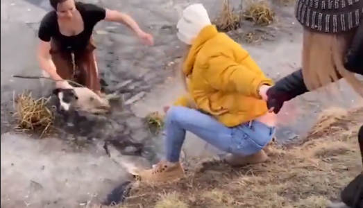 Mujer se tira a un lago congelado para salvar a su perro