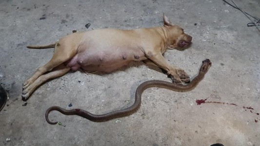 Murió una perra pitbull embarazada tras salvar a sus dueños del ataque de una serpiente