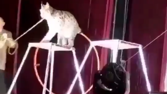 Lince ataca a su adiestrador en un circo en plena actuación