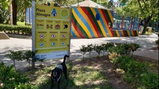Denuncian que intentan intoxicar a perros que visitan la Plaza Almagro