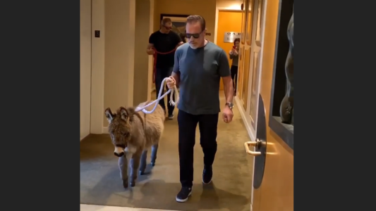 Arnold Schwarzenegger adoptó un mini burro como mascota
