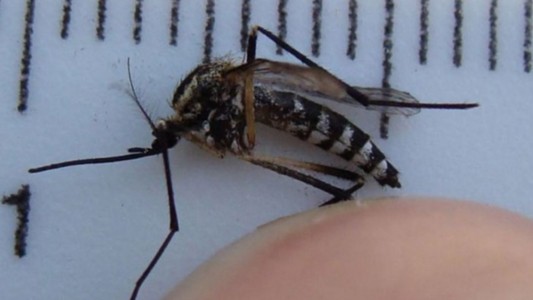 Confirman dos muertes por fiebre amarilla en Argentina