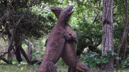 La impactante pelea de cuatro dragones de Komodo por el territorio