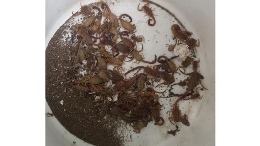 Alacranes: alerta en la Ciudad