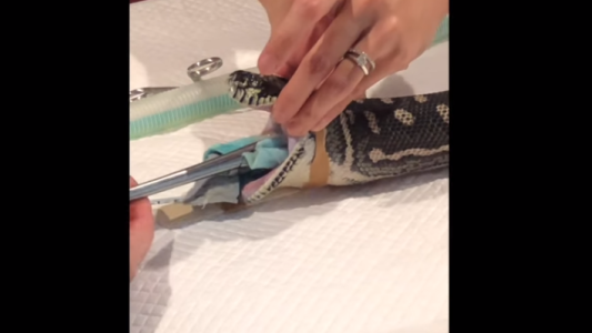 Video: le sacaron una toalla del estómago a una serpiente y le salvaron la vida