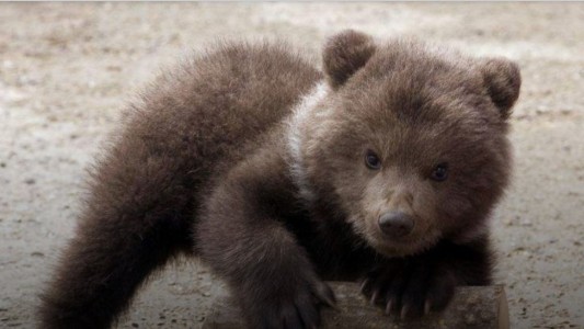 La increíble foto de tres ositos bailando en el medio del bosque