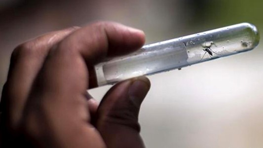 Datos oficiales: 680 casos de dengue autóctono en Argentina y 156 de sarampión