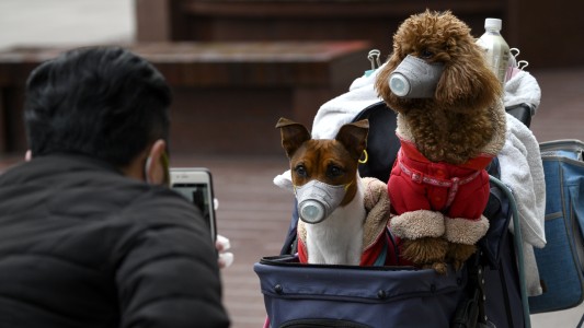 Mascotas: los perros y gatos no pueden contraer el coronavirus