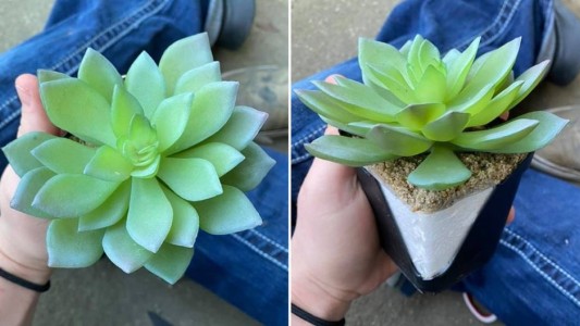 Una mujer regó una planta durante dos años hasta que se dio cuenta que era artificial