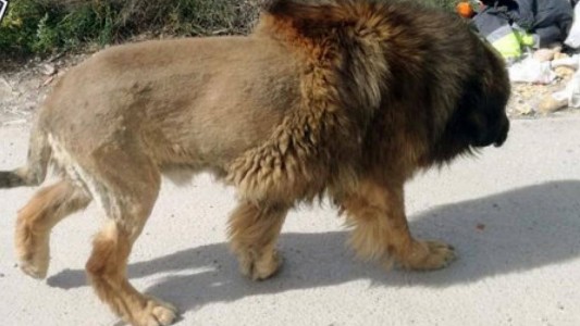 Insólito: llamaron a la policía atemorizados por un león suelto, pero se llevaron una sorpresa