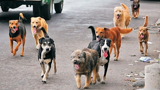 Preocupación en Ushuaia por 12.500 perros sueltos en las calles