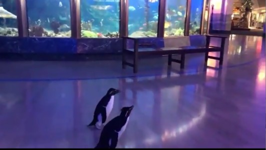 Video: sin visitantes en un acuario, los pingüinos pasean por los pasillos
