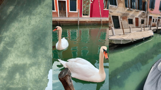 Coronavirus: volvieron los peces y cisnes a las "calles" de Venecia