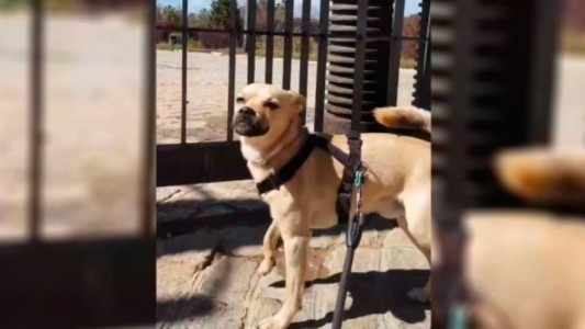 VIDEO: el llanto de un perro que no puede ir al parque por la pandemia de coronavirus