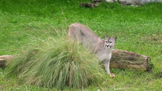 Video: capturaron a un puma que estaba en un árbol en plena ciudad