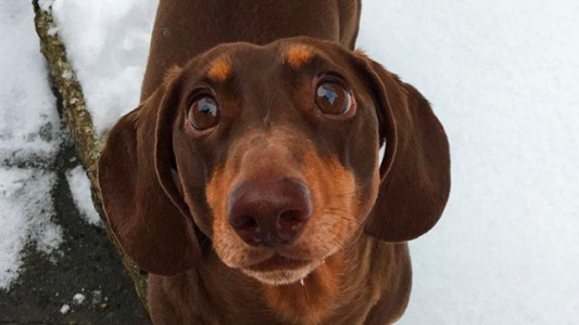 Efecto cuarentena: el perro que se quebró la cola de la alegría de estar todo el día con sus dueños